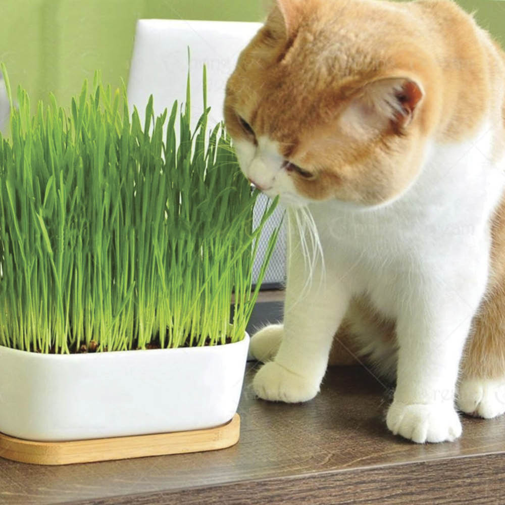 7 Enrichment Ideas to Keep Indoor Cats Active and Happy - Pryde Pets | prydepets.com.au