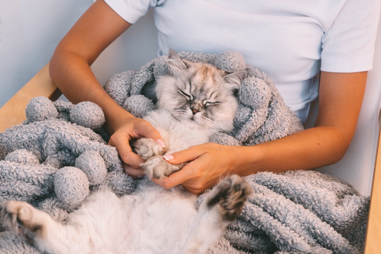 Apologising to Your Cat: Mending Feline Friendships - Pryde Pets | prydepets.com.au