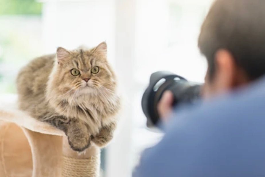 Capturing Memories: The Art of Photographing and Filming Your Beloved Cats - Pryde Pets | prydepets.com.au