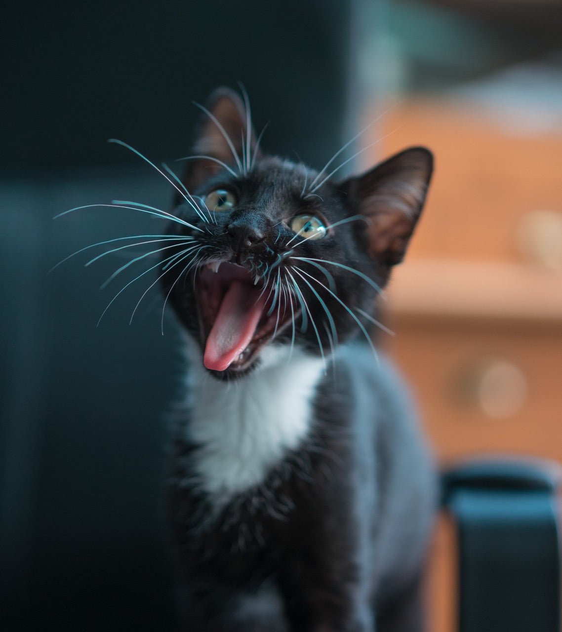 Cat Conversation: Decoding Your Feline Friend's Language - Pryde Pets | prydepets.com.au