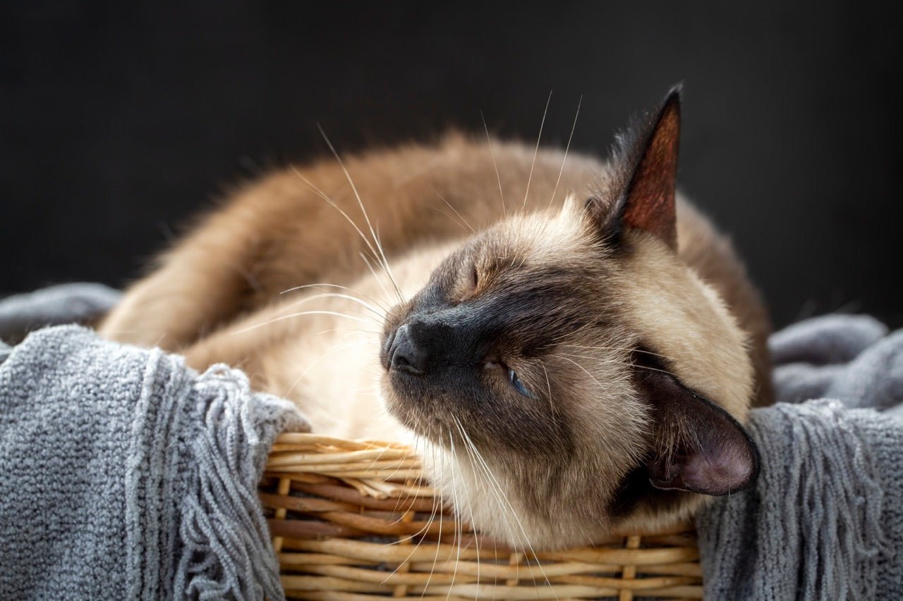 Discovering the Healthiest Cat Breeds - Pryde Pets | prydepets.com.au