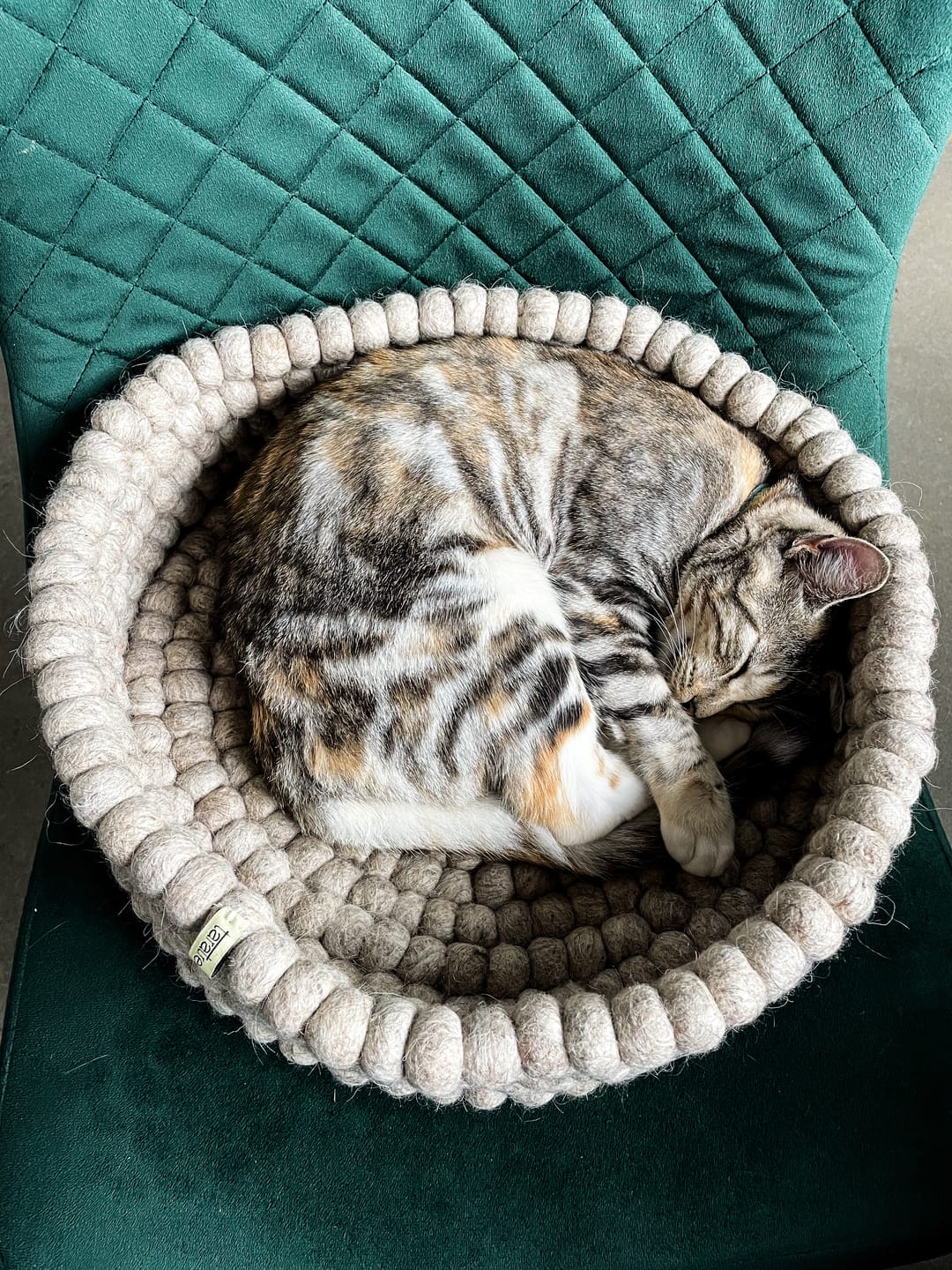 From Meh to Meow: Give Your Cat the Bed of Their Dreams - Pryde Pets