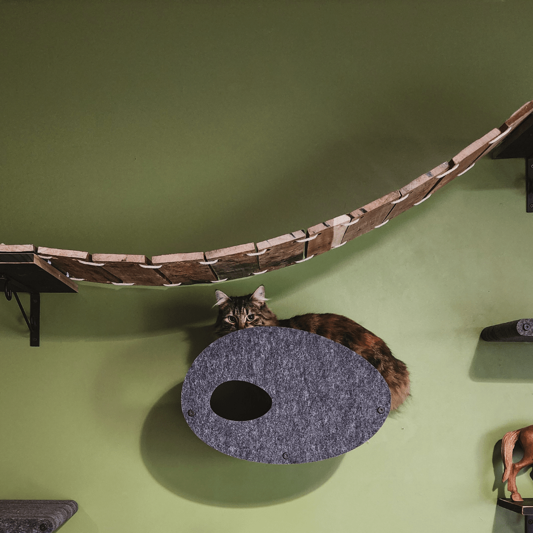 How to Build a Cat Climbing Bridge Playground in Your Living Room - Pryde Pets