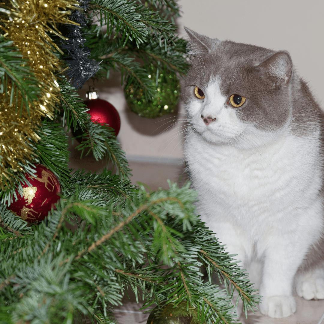 How to Build a Christmas Playground at Home for Your Cat - Pryde Pets