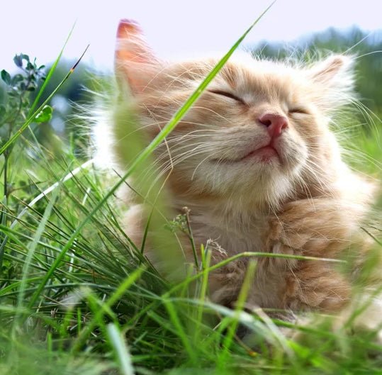 Sustainability of Pryde Pets Products and Why It Is Important To Your Cat - Pryde Pets