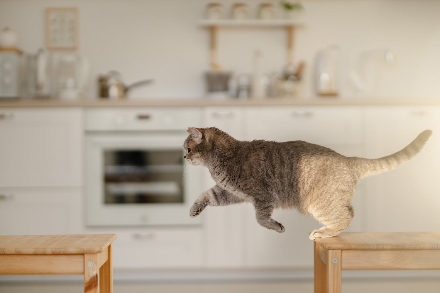 The Best Cat Climbing Shelves for Big Cats (That Won’t Fall Off the Wall) - Pryde Pets