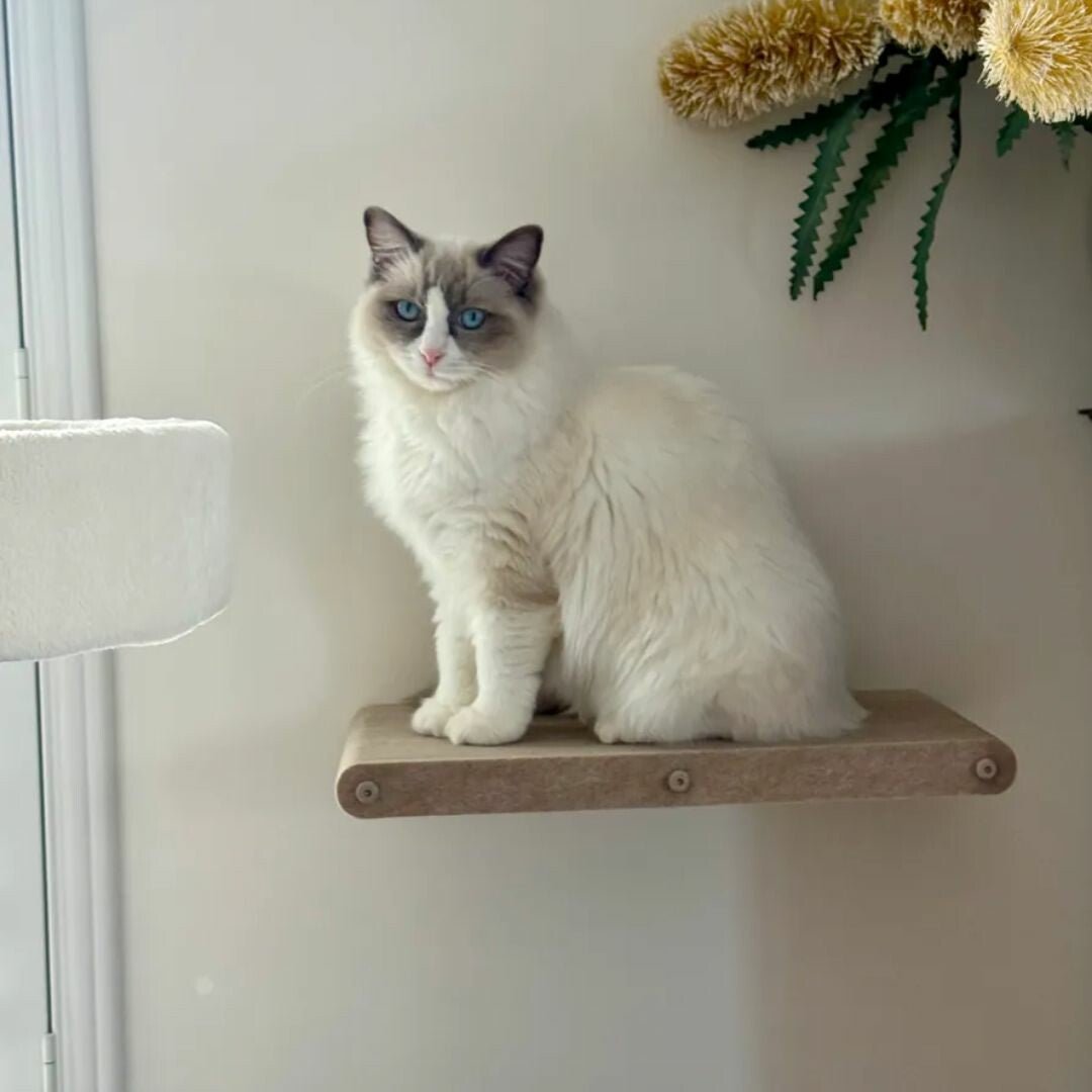 The Ultimate Guide to Minimalist Cat Furniture - Pryde Pets