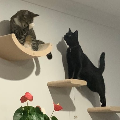Top 5 Features to Look for in Cat Climbing Shelves for Large Cats - Pryde Pets