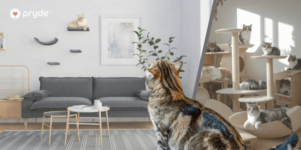 Wall-Mounted Cat Climber vs Freestanding: What Should You Choose? - Pryde Pets