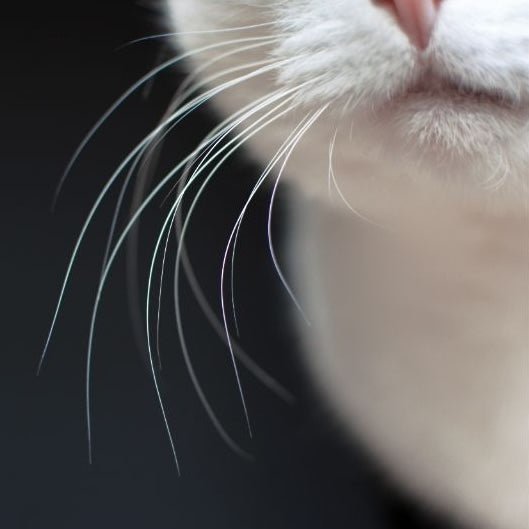 Whisker Fatigue: What Every Cat Parent Needs to Know - Pryde Pets